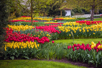 Keukenhof park of flowers and tulips in the Netherlands. Beautiful outdoor scenery in Holland