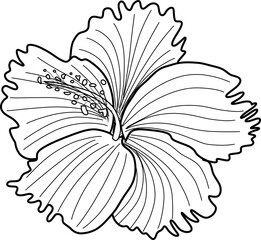 Obraz premium hibiscus flower lineart