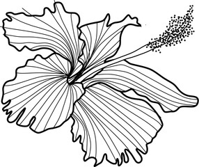 hibiscus flower lineart