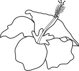 hibiscus flower lineart