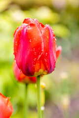 Obraz premium tulip wet by raindrops grown in a garden in Madrid