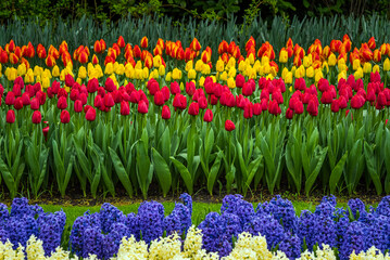 A view of the cilia of colorful blooming tulips.
