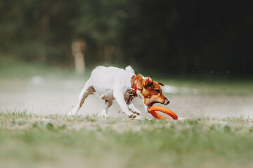 Beautiful dog runs in a pine forest