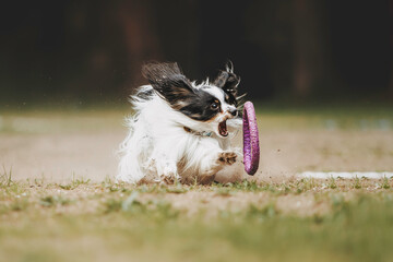 Obraz premium Beautiful dog runs in a pine forest