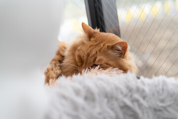 Obraz premium 眠る猫 茶トラ猫