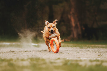 Obraz premium Beautiful dog runs in a pine forest