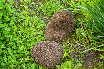 Two hedgehogs curled up in a ball on the ground. Early in the morning, hedgehogs sleep in a flower...
