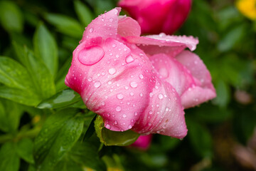 Paeonia Lactiflora Flame flower cultivated in a garden in Madrid