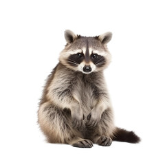 raccoon isolated on background