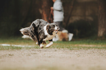 Cheerful border collie dog quickly runs after a toy. Beautiful spring background and warm atmosphere