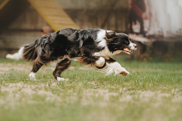 Cheerful border collie dog quickly runs after a toy. Beautiful spring background and warm atmosphere