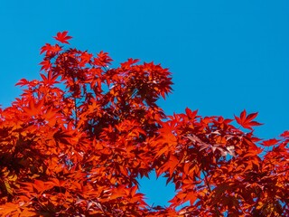 red spring leaves in the park (South of Russia) on a sunny spring day