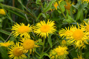Small yellow flower on a green meadow
