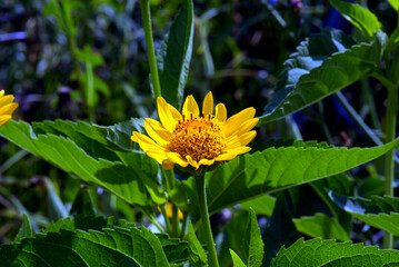 Small yellow flower on a green meadow
