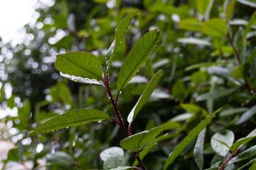 Leaves with drops of water, Water drops on green leaves during rain