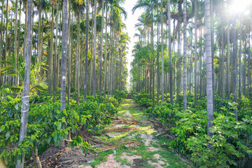 betel nut tree with coffee plants
