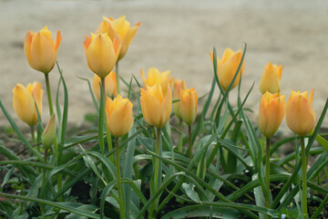 Fototapeta premium Yellow flax-leaved tulips (Tulipa linifolia).