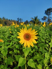 mesmerised closeup view of beautiful Sun flower over the leaves 