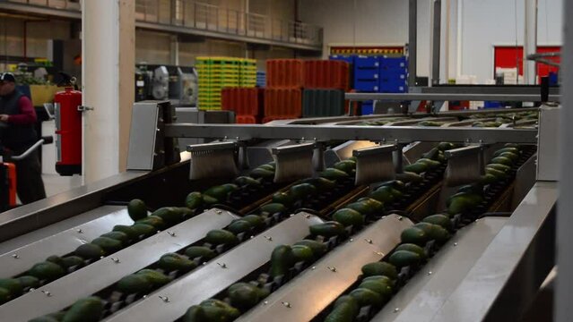 Avocados transported in a classification line industrial