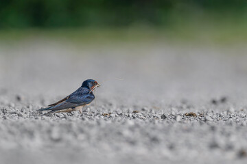 The barn swallow with nest building materials (Hirundo rustica)