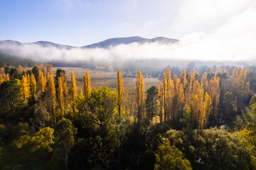 Looking over a line of poplar trees in autumn with the fog in the distance on a blue sky day.
