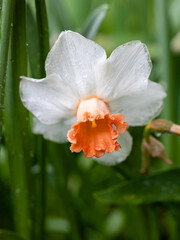 Obraz premium Narcissus Delnashaugh cultivated in a garden in Madrid