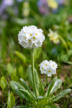 Primula denticulata white in springtime. White Primula denticulata (Drumstick Primula) in garden