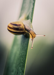 Zblizenie slimaka w naturalnym srodowisku © malgo_walko