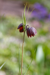 Mountain hazel grouse ( lat . Fritillaria montana ) in spring garden