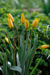 Bieberstein Tulip , or Oak Tulip, or forest tulip ( lat. Tulipa biebersteiniana ) in spring garden