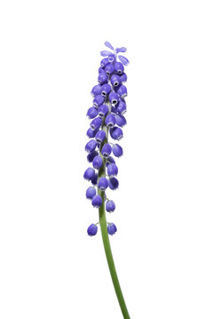 blue hyacinth flower