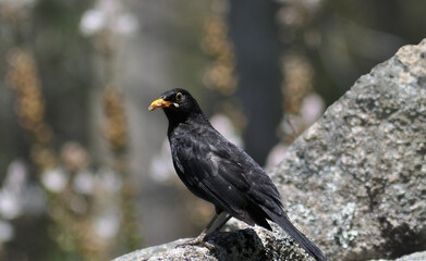 Small blackbird with a yellow beak, perched on a rock with food clinging to its beak