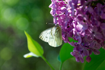 butterfly on flower