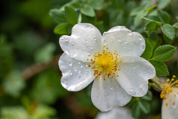 Fototapeta premium Rose Primula flower cultivated in a garden in Madrid