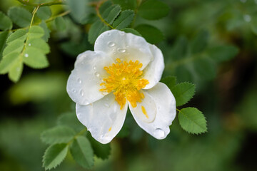 Rose Xanthina Hugonis flower cultivated in a garden in Madrid