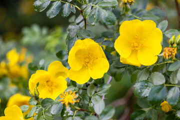 Rose Foetida Persiana flower cultivated in a garden in Madrid