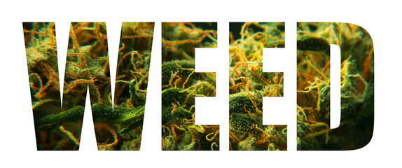 Weed word made of marijuana bud letters isolated. Legalize marijuana, cannabis concept.