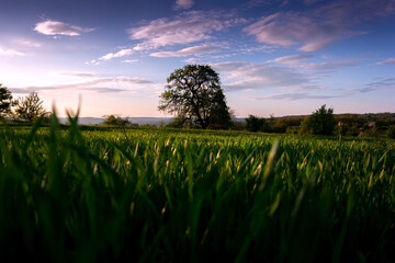 sunset over the field