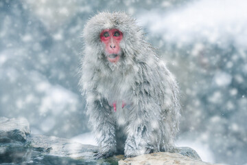 雪降る長野県、地獄谷野猿で極寒の中のを耐える猿