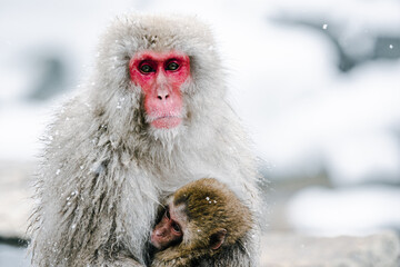 雪降る山の中、子猿を抱きしめる母猿と子猿の親子愛