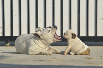 White American bully dog and English bull dog puppy is playing together on the road. They are take good care of each other.