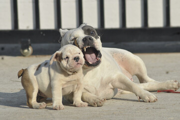 White American bully dog and English bull dog puppy is playing together on the road. They are take good care of each other.