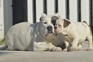 White American bully dog and English bull dog puppy is sitting together on the road. They are take good care of each other.