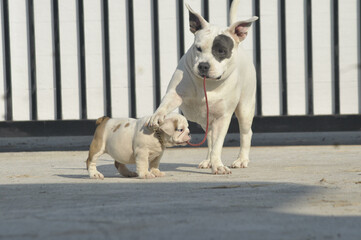 White American bully dog and English bull dog puppy is playing together on the road. They are take good care of each other.