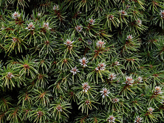green/blue decorative fir, young shoots. Spring in nature, in the trees.
