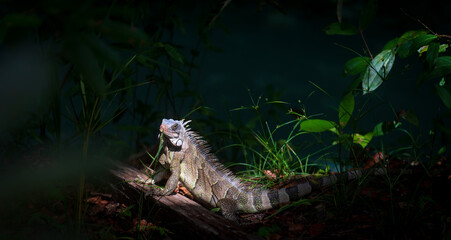 Colorful Iguana in the Jungle with text space
