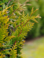 Spring in nature, in the trees. Thuja, close-up of thuja branches.