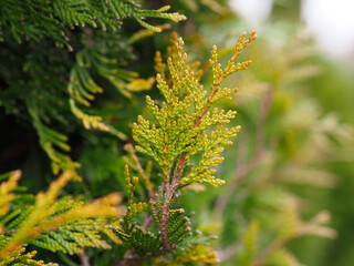Spring in nature, in the trees. Thuja, close-up of thuja branches.