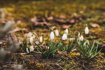Spring in nature, white snowdrops are blooming. The first flowers of the garden and forest
