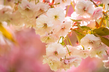 lush cherry sakura blossom tree. Delicate flowers close-up.